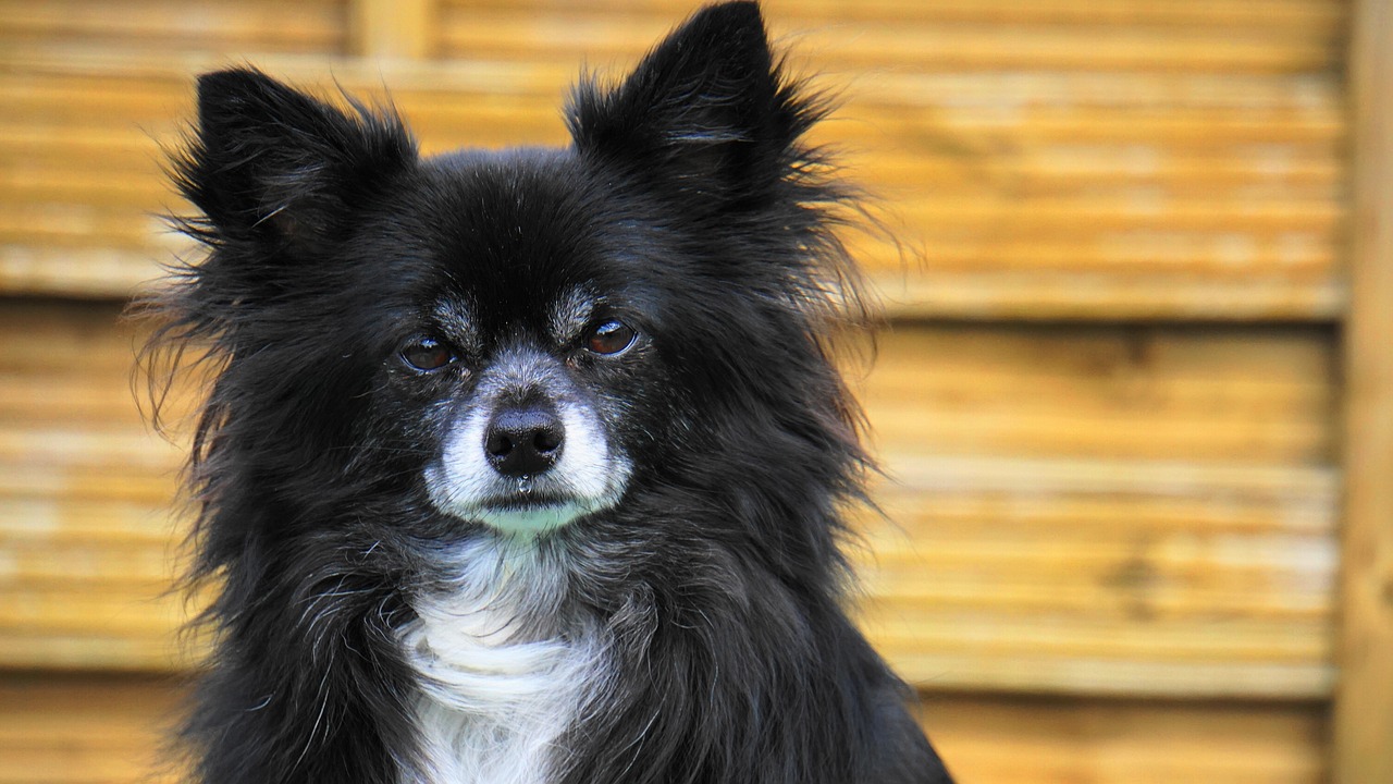 最新犬种概览，探索犬界新成员的魅力